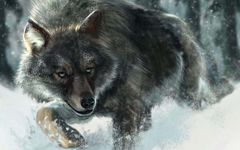 outdoors, cold temperature, snow, wolf, aggression, animal themes, portrait, 720P, splashing, animals, nature, vertebrate, motion, black, animal, snowing