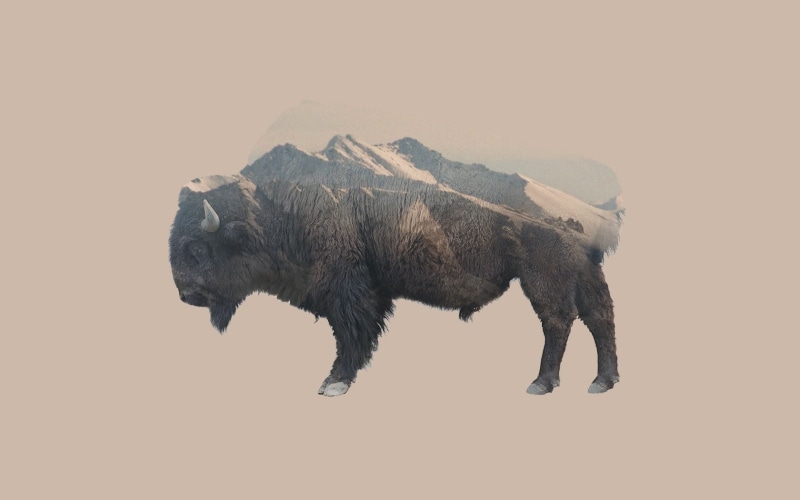mountains, herbivorous, double exposure, studio shot, walking, one animal, full length, animal themes, elephant, animal wildlife, animals in the wild, environment
