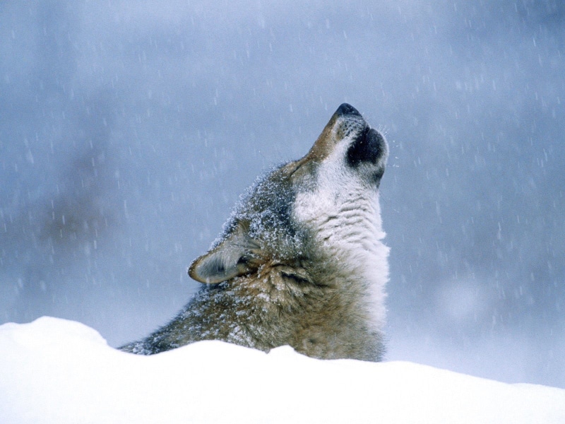 water, animal, animal themes, animal head, nature, marine, whisker, no people, seal - animal, animals, winter, day, white, one animal, wolf, ice, frozen