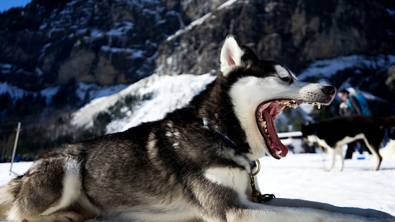 animal mouth, sled dog, dog, domestic animals, domestic, 4K, animal, one animal, purebred dog, snowcapped mountain, siberian husky, focus on foreground
