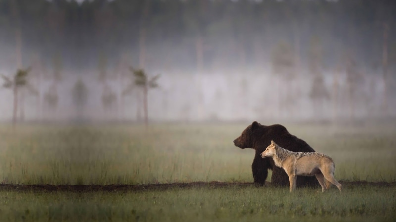 wolf, herbivorous, livestock, animal, fog, no people, vertebrate, plant, bears, 1080P, domestic animals, beer, animal themes, environment, animals, nature
