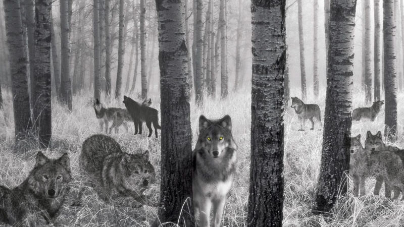 woods, red wolf, black wolf, nature, wolf, fantasy, grey wolf, 1080P, spirits, animals, pups, pack, white wolf, painting, wildlife