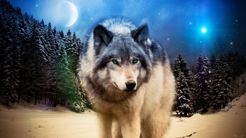 pets, snowing, portrait, animals, wolf, domestic, mammal, tree, vertebrate, cold temperature, brown, no people, painting, wildlife, animal, winter, looking at camera