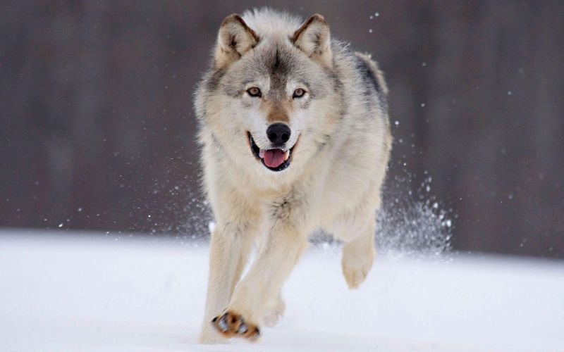 wolf, 1080P, white, snow, running, animals, 1920x1200