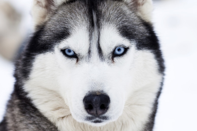 mammal, cold temperature, focus on foreground, snow, canine, close-up, arctic, wild, nature, animal, portrait, animal themes, face, looking at camera, no people