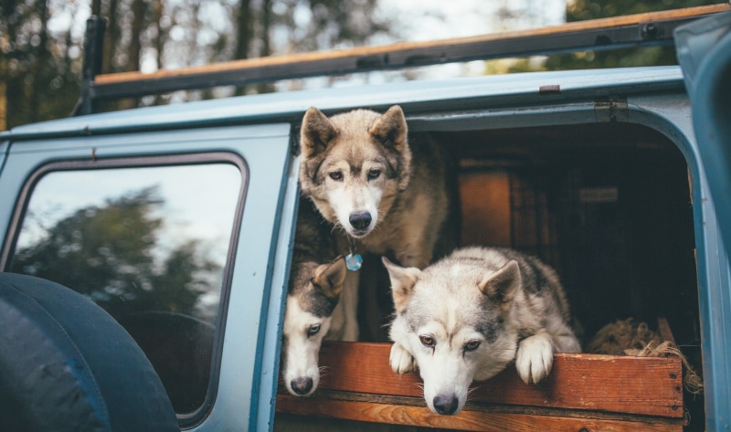 young Animal, transportation, togetherness, bokeh, puppy, siberian, sled Dog, car, day, siberian Husky, looking, 1080P, white, malamute, brown, three