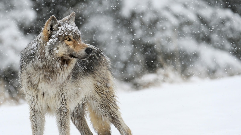 4K, photography, winter, wildlife, snowfall, snowy, mammal, freezing, snow, wolf, snowing