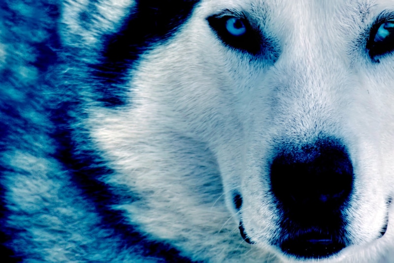 domestic animals, blue, animal body part, snout, no people, portrait, adult, canine, wolf, animal nose, sled dog, 2K, animal, husky, animal head, eye