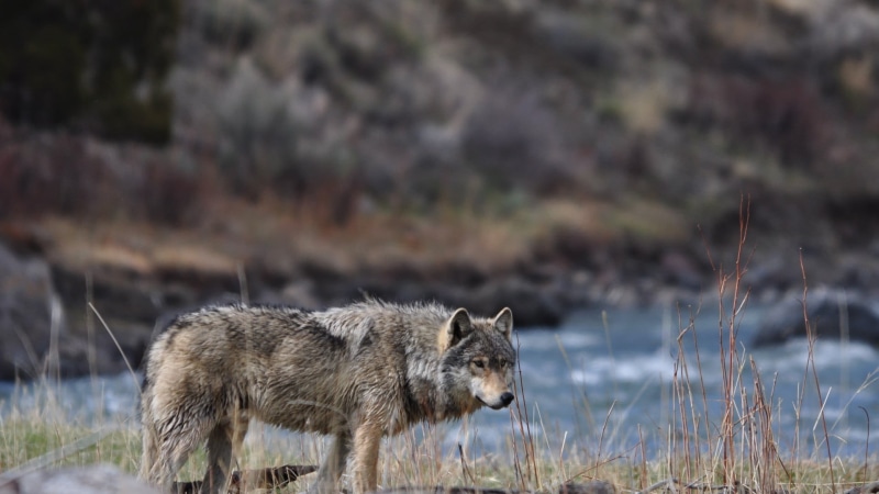 mammals, animal themes, side view, nature, domestic, animals, wildlife, standing, mammal, plant, animals in the wild, wolf, outdoors, day, no people, animal