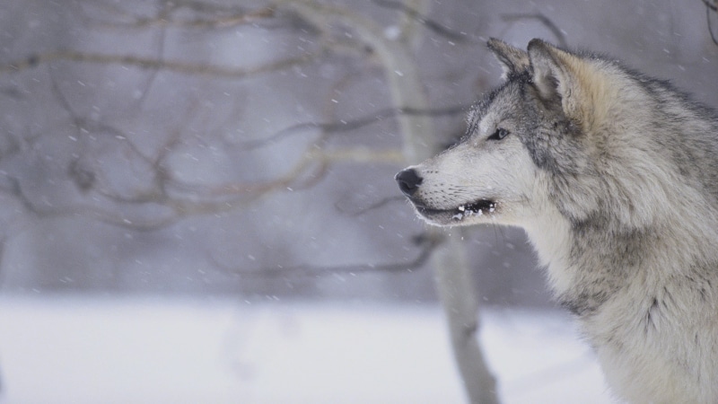 wolf, animals, wildlife, snow, 1080P, winter