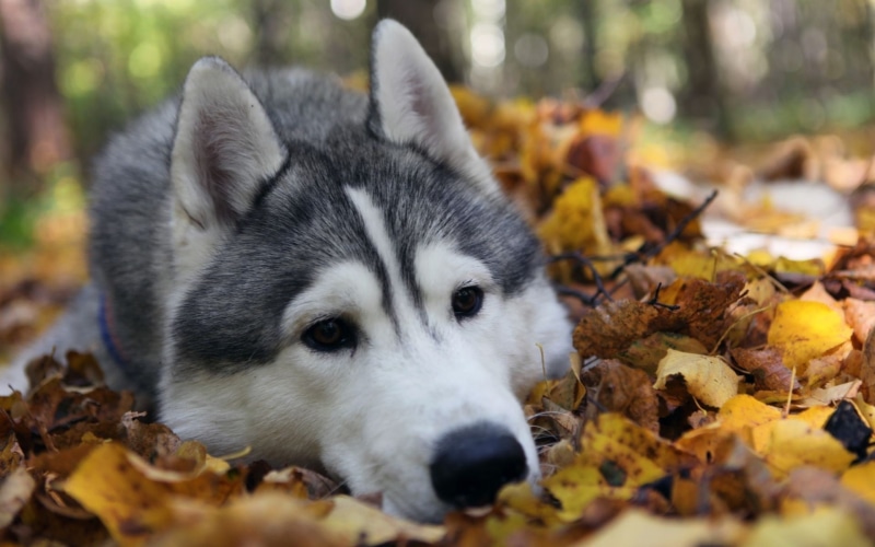 selective focus, mammal, nature, animal, husky, pets, canine, domestic, white, leaves, plant part, Alaskan Malamute, animal head, adult, dog, siberian