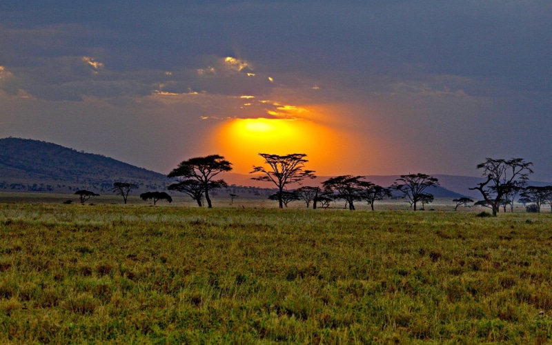 nature and landscapes, sunrise, 1080P, africa, savannah, kenya, sunset