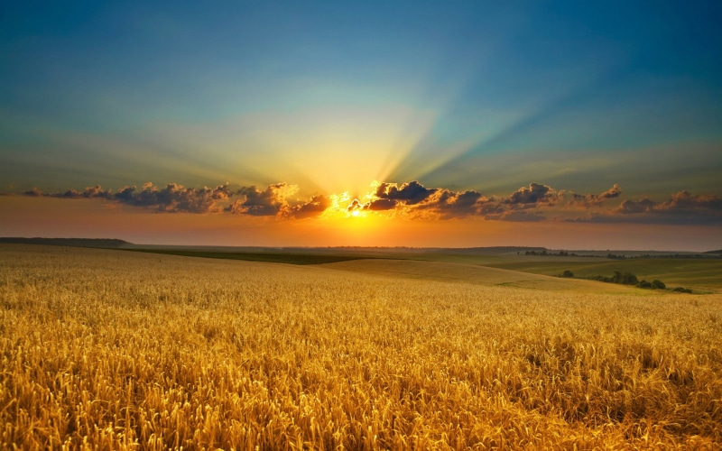 bright, environment, beauty in nature, agriculture, rural scene, sky, tranquility, no people, cloud - sky, outdoors, scenics - nature, sun, land, landscape