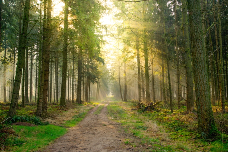 landscape, shadow, direction, tranquility, forest, daylight, sunny, dirt road, animal themes, scenery, scenic, woodland, animal, scene, plant, sunlight