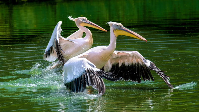 outdoors, flapping, park, animal themes, mobile, desktop, tablet, pelican, spread wings, computer, animal wildlife, day, vertebrate, united