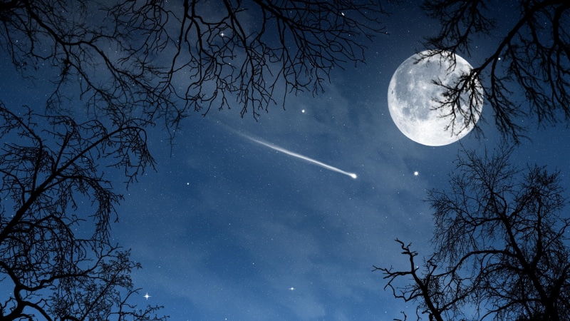 full moon, night, night sky, moon, 4K, stars, tree, branch