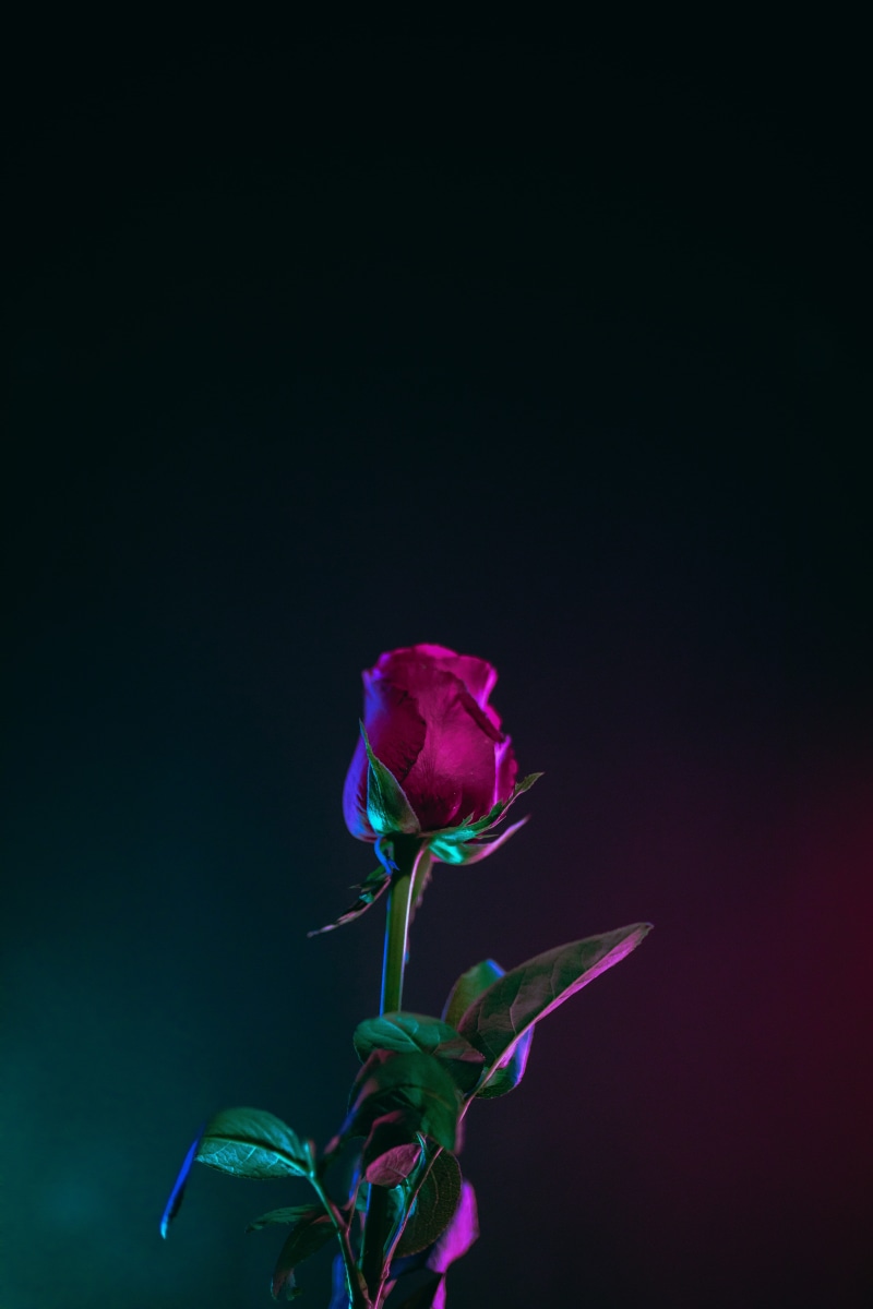 black, plant, inflorescence, bouquet, 5K, plant part, photography, sepal, romantic, photo, nature, black background, dark, petal, studio shot, lock screen background