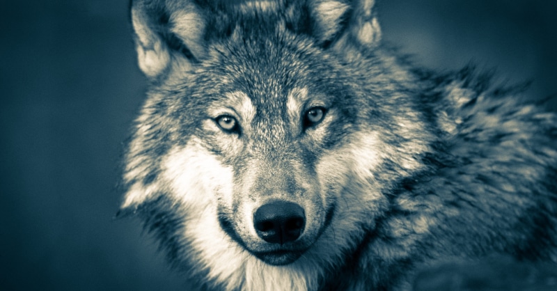 gray, predator, canine, one animal, animal body part, wolves, animal, portrait, anger, timber, close, nature outdoors, wildlife, vertebrate, wolf, wolf head