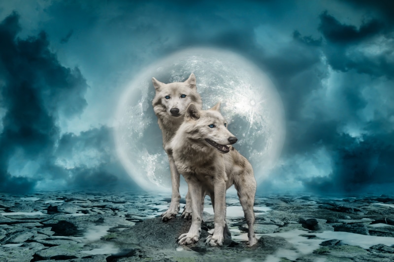 full moon, photo montage, steinweg, brown, creature, curious, storm, illustration, two, 5K, one animal, dog, canine, rock, sky, domestic, composing, carnivores