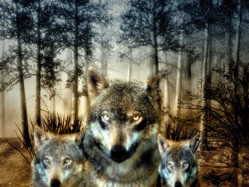 three, wild animal, animals in the wild, furry, wolves, puppies, dog, no people, forest, hunter, animal head, portrait, animal themes, land, carnivores
