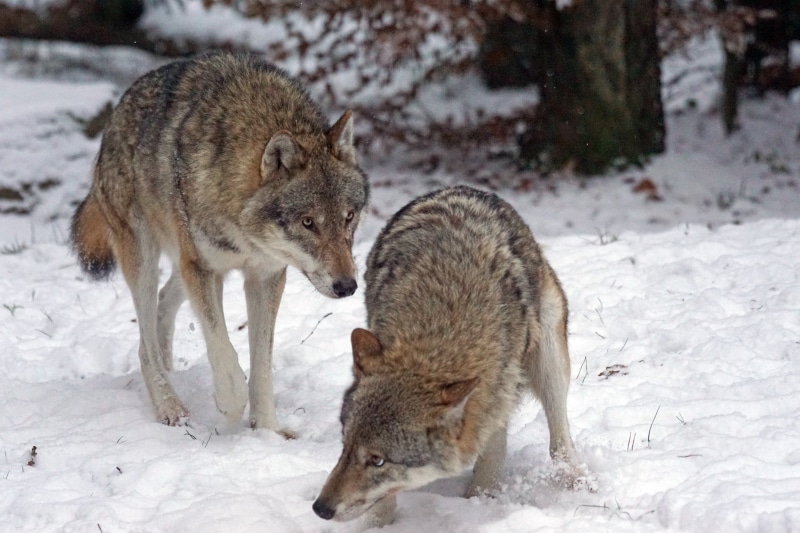 wolves, photography, white color, wildlife, snow, fear, gray Wolf, two, whipping boy, animals In The Wild, pack animal, day, nature, predator, canis lupus