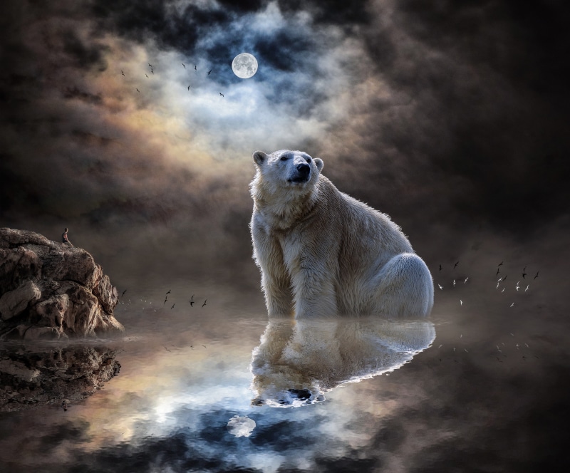 polar, sign, animal wildlife, ocean, north, big, digital composite, white, no people, rocks, water, 5K, body, vertebrate, people, animal, clouds, landscape