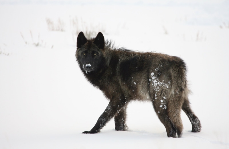 national park, pack, cold temperature, wildlife, cold, alone, walking, domestic animals, animal, snowing, snowy, winter, pets, mammal, snow, wolf, lupus