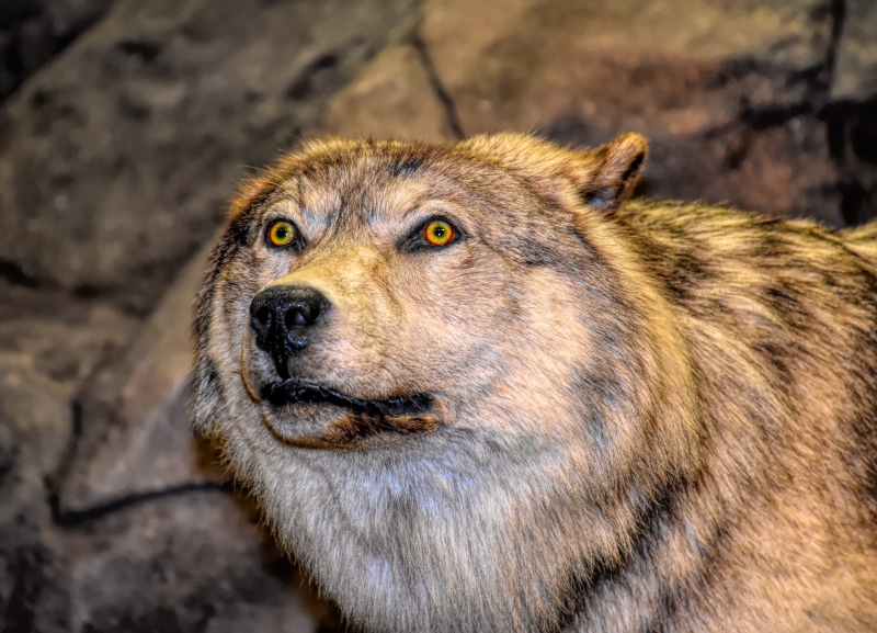 howling, creature, wilderness, zoo, animal head, wolves, animal eye, animal body part, fur, no people, animal, vertebrate, wildlife, one animal, focus on foreground