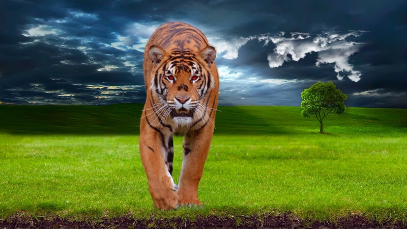 green color, orange, eyes, plant, wildcat, asia, front, posing, land, ominous, beauty, no people, india, forest, cloud - sky, striped, safari, anger, siberian