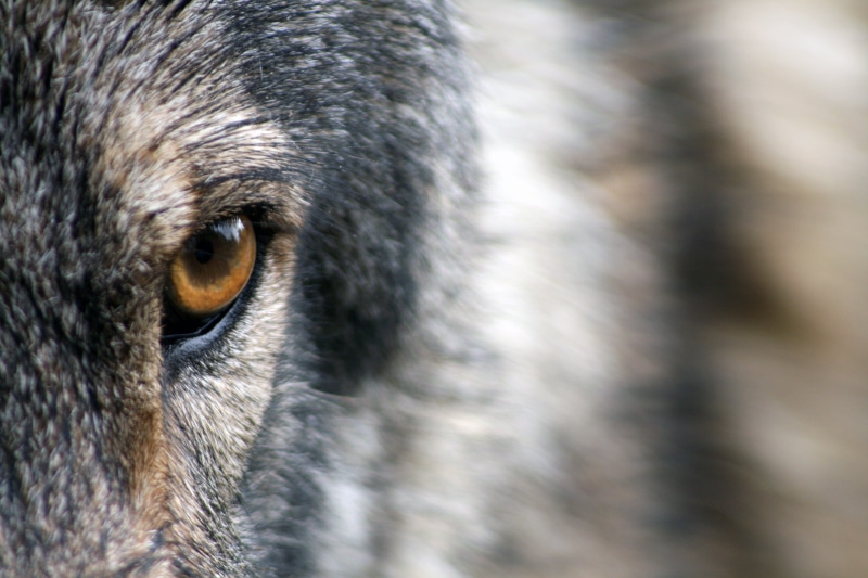 nature, whisker, carnivore, animal eye, animal, domestic, wildlife, wolf, animals in the wild, one animal, lupus, canine, close-up, eye, animal head, gray