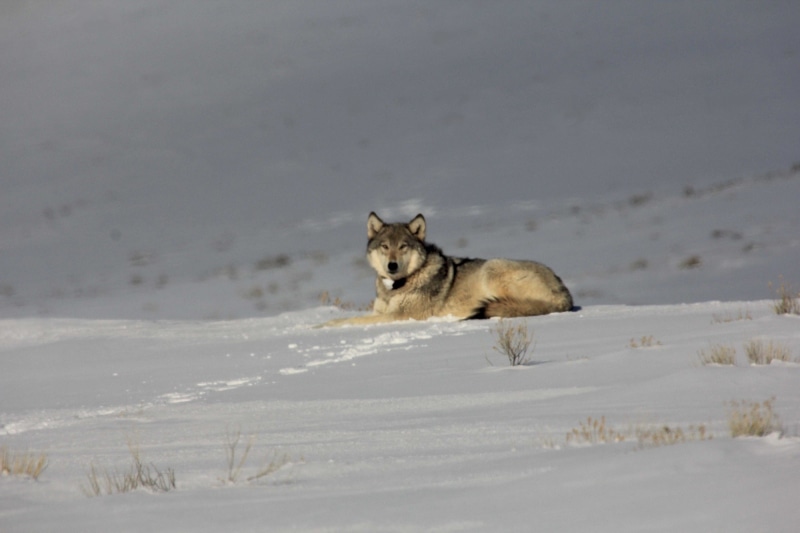 survival, animal, 1080P, pets, hunting, gray, predator, animal themes, animal wildlife, outdoors, wolf, cold, wild, reclining, one animal, animals in the wild