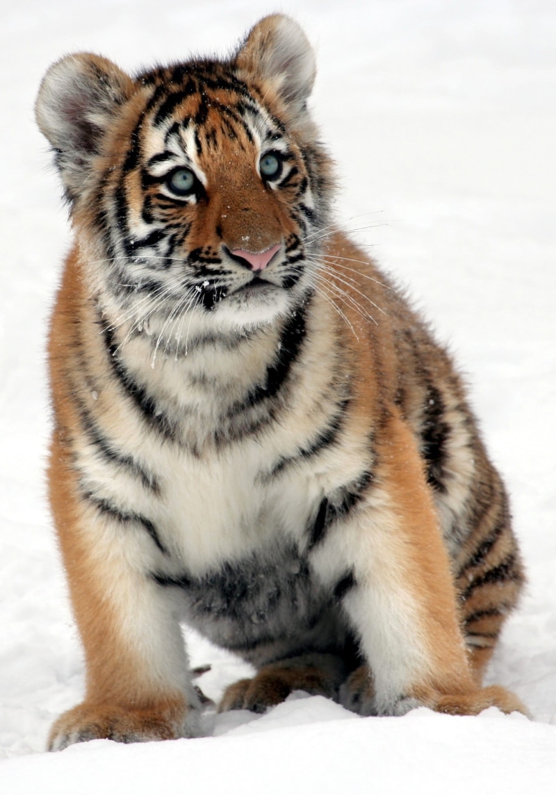 stripes, tiger cub, mammal, white, animal wildlife, white tiger, striped, nature, 1080P, one Animal, danger, cat, endangered, animals In The Wild, portrait