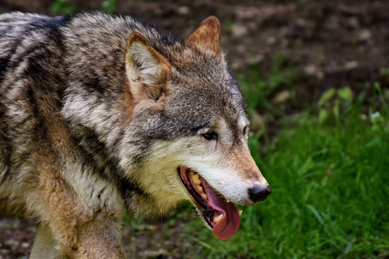 snout, wild animal, vertebrate, relaxed, domestic animals, looking away, animal body part, animal head, focus on foreground, wilderness, animal world, no people