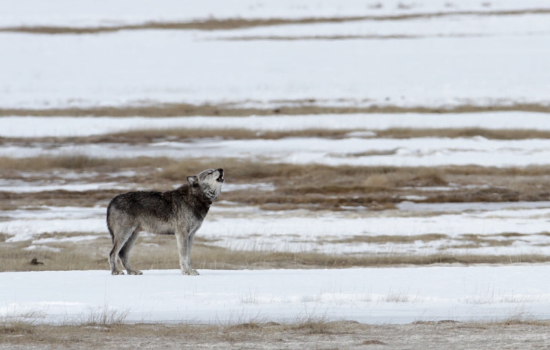 daytime, yellowstone, winter, animal wildlife, dog, usa, fur, animal themes, predator, looking, domestic animals, no people, howling, day, water, black