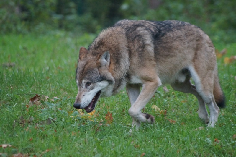 mammal, animal world, endangered, wildlife photography, profile view, full length, canis lupus, nature, animal Themes, tricolored, dog, no people, hunter
