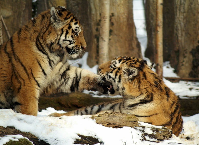 Predator, 1080P, undomesticated Cat, filled, mammal, snow, animals Hunting, halbwüchsig, Tiger, carnivora, endangered Species, group of animals, animals in captivity
