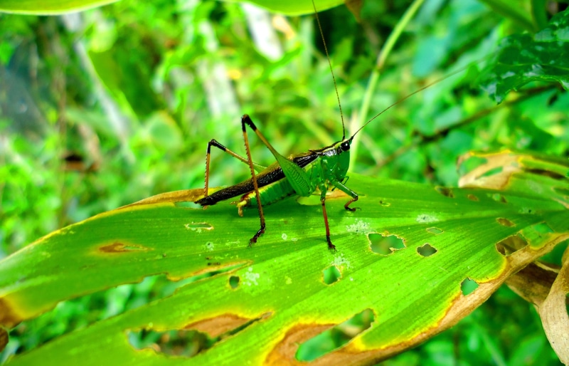 invertebrate, one animal, european, wildlife, snow, fur, big, natural, animal wildlife, grasshopers, plant, plant part, white, color, habitat, head, look