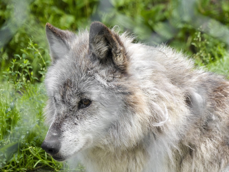 focus on foreground, mammal, wildlife, fur, nature, canine, animal head, domestic, fierce, animals in the wild, looking, dangerous, wild, pets, timber