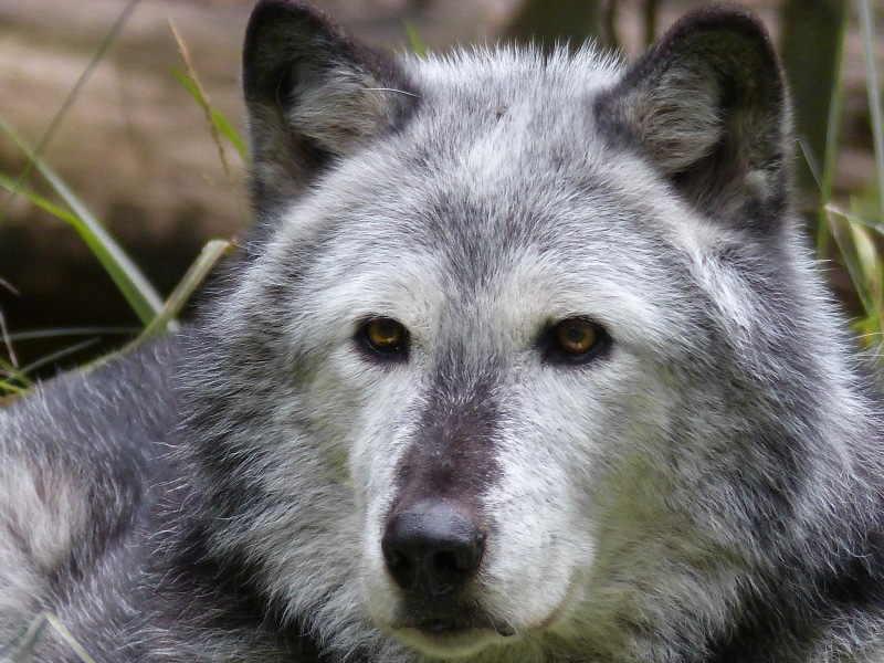 watching, photography, animal body part, animal themes, close-up, beast, creature, looking at camera, head, wildlife, no people, wolf, focus on foreground