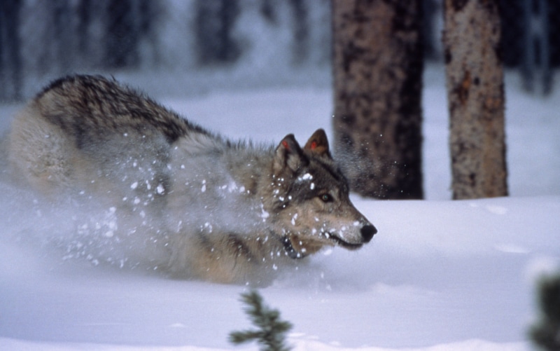 animal wildlife, herbivorous, predator, trees, snow, 2K, one animal, snowing, hunter, animal, pets, outdoors, cold temperature, tree, canis lupus, no people