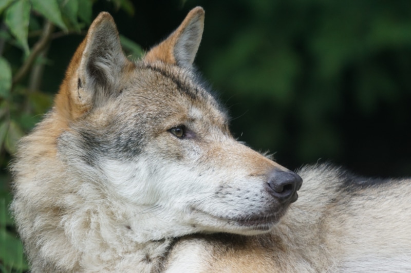 dormant, closeup, cold temperature, attention, animal Themes, gray Wolf, vertebrate, animal wildlife, european wolf, pets, close-up, dog, photo, portrait