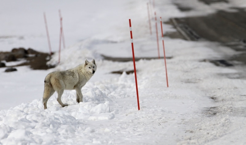 fur, cold temperature, furry, wildlife, environment, tan, animal wildlife, full length, animals in the wild, wolf, day, usa, winter, daytime, dog, pets
