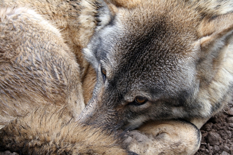 sleeping, outdoors, vertebrate, 4K, relaxation, carnivore, animals in the wild, grey, gray, animal head, fur, animal wildlife, animal body part, animal