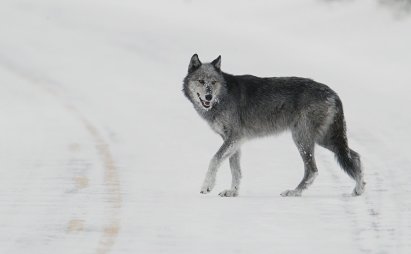wyoming, dog, vertebrate, fur, photography, usa, standing, national park, gray Wolf, wolf, predator, outdoors, one animal, cold, on the move, 1080P, hunter