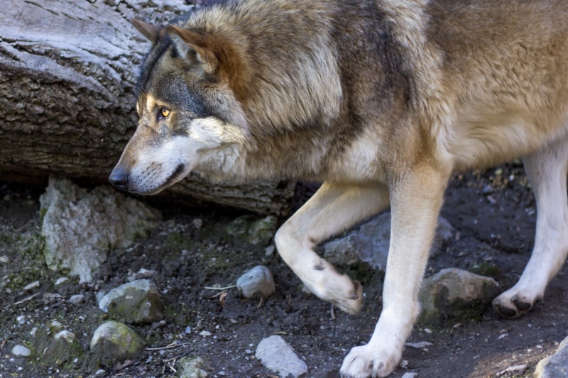 day, one animal, photograph, no people, canis lupus, rock - object, sneak up on, animal, close, portrait, animal wildlife, predator, wolf, profile, canine