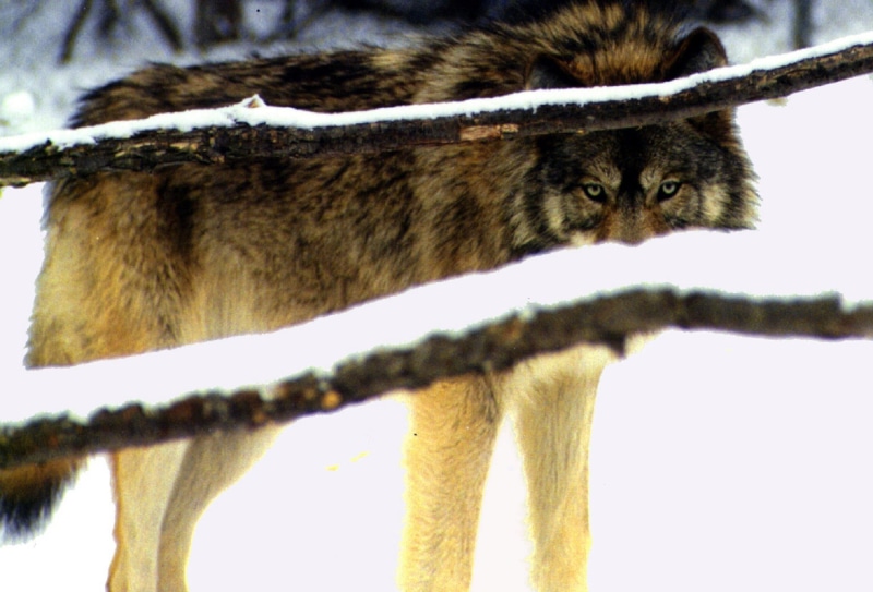plant, animal, canine, focus on foreground, feline, wolf, no people, cat, winter, one animal, mammal, predator, 1080P, day, nature, wild, branch, tree