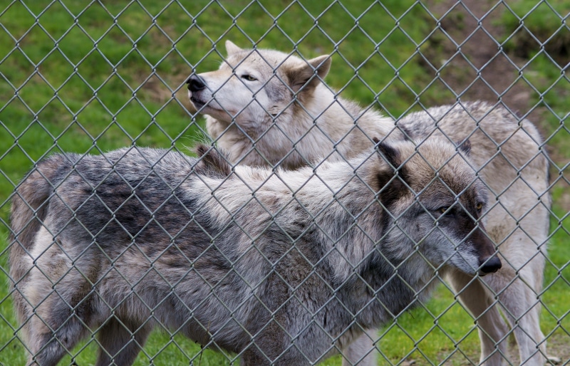 fence, animal, pets, captive, fierce, untamed, land, outdoors, beast, Gray Wolf, wildlife, howl, wolf, 4K, boundary, mammal, barrier, Wolves, hunted, hunter