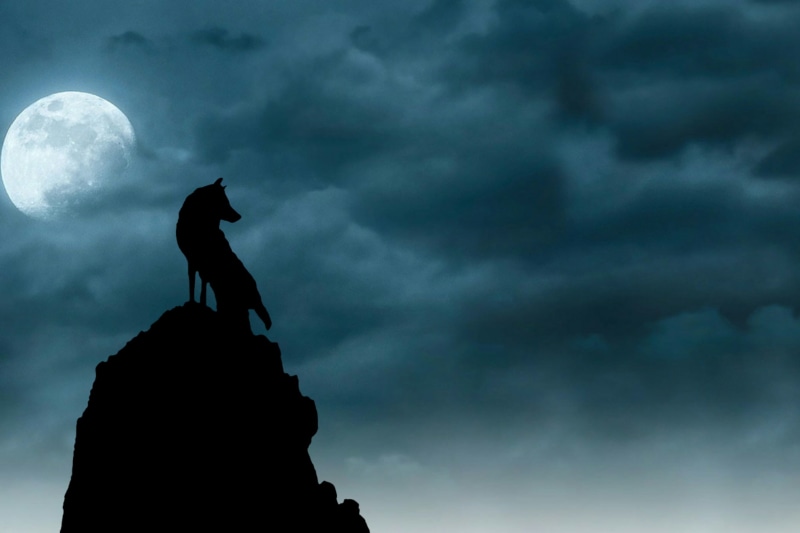 blue, cloud - sky, overcast, mountain, predator, storm, moon, dark, sign, full length, moonlight, full moon, halloween, dramatic sky, animal, nature, top