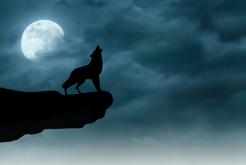 low angle view, dark, outdoors, landscape, animal representation, animal themes, spooky, wolves, wildlife, blue, full moon, horror, representation, cloud