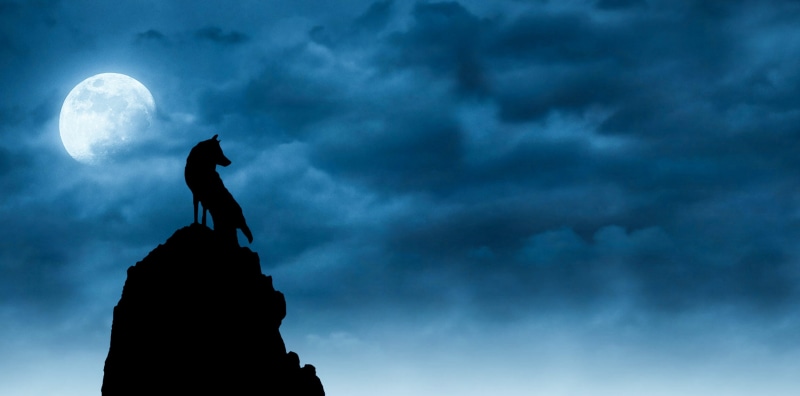 nature, sky, 2K, wolves, dark, overcast, hope - concept, outdoors, wild, fog, light, halloween, wildlife, conquering adversity, night, storm, darkness